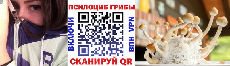 Галлюциногенные грибы Psilocybe  Купить закладки  Багратионовск 